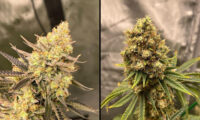 Cherry Zoap Auto