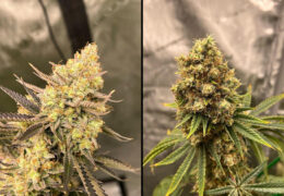 Cherry Zoap Auto