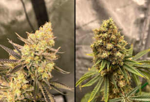 Cherry Zoap Auto
