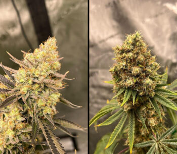 Cherry Zoap Auto
