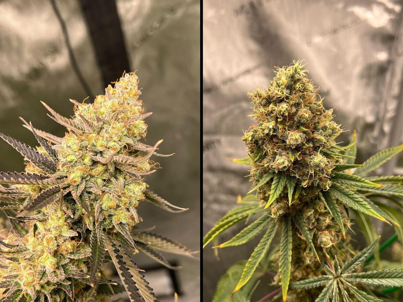 Cherry Zoap Auto