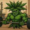 Plantentraining voor kleine thuiskwekers (Low én High Stress training)