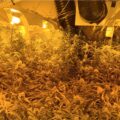 Cannabis foto’s • 5 actuele beelden uit de oorlog tegen wiet (#51)