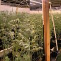 Cannabis foto’s • 5 actuele beelden uit de oorlog tegen wiet (#49)