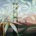 Illegale wietmarkt Californië 7 jaar na legalisatie nog altijd goed voor 60%