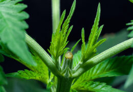 Een getopte wietplant met 2 nieuwe groeipunten in plaats van 1