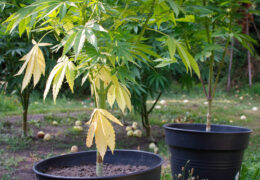 Wiet thuiskweken en de Nederlandse wet: zijn 5 planten toegestaan?