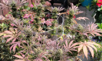 Kooi van gaas buiten wietplant Black Lebanon