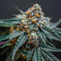 BC Kush: keisterke Canadese kush-klassieker 🇨🇦