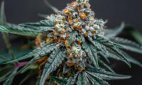 Kush