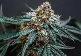 Kush