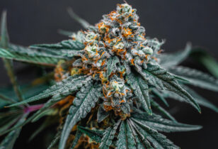 Kush