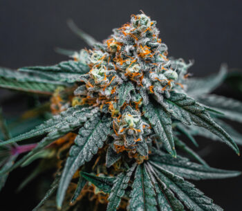 Kush