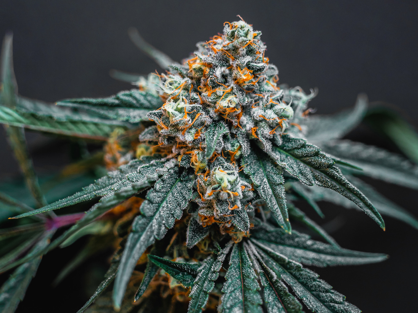 Kush