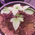 Fatkid's Cake, een vallende fan, en een hermafrodiete autoflower..?