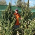 Peter Vermeul: 'Mijn succesvolle strijd tegen huidkanker met cannabis-extracten'