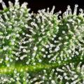 Het THC percentage verhogen van je wiet? Zó doe je dat!