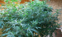 Vitale cannabis moederplanten