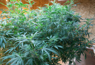 Vitale cannabis moederplanten