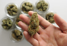 Wat is cannabis curen