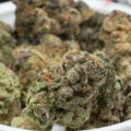 Apple Fritter: eigenzinnige cupwinnaar met tot 30% THC! 🍎