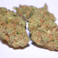 Arjan's Ultra Haze #1: nummer 1 sativa-sensatie nog steeds legendarisch 🏆