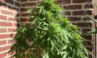 Autoflower bloeit te laat