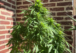 Autoflower bloeit te laat