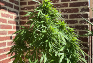 Autoflower bloeit te laat