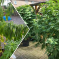 Lieve Muna: Heb ik mijn wietplanten vermoord? & Hoe houd ik deze grote planten droog?