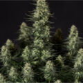 Punch Pie: potente indica met een 'knockout punch' van Iron Mike Tyson