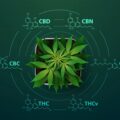 Wat zijn de meest voorkomende cannabinoïden en wat heb ik eraan?