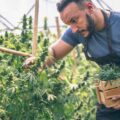 Legale wietbranche Colorado kwakkelt - consument lacht in vuistje