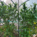 Buitenwiet test ’25 update 27: the last plants standing...