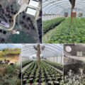 Oklahoma rolt alweer 'mediwiet kwekerij' op (een met 18.644 planten)