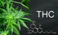 een wietplant en moleculaire structuur van THC