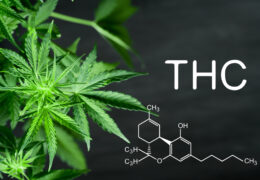 een wietplant en moleculaire structuur van THC