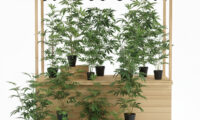 Wietplanten te koop