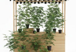 Wietplanten te koop