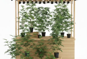Wietplanten te koop