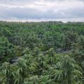 Cannabis is legaal in Canada, maar niet deze 72.000 (!) wietplanten