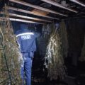 Cannabis foto’s • 6 actuele beelden uit de oorlog tegen wiet (#70)