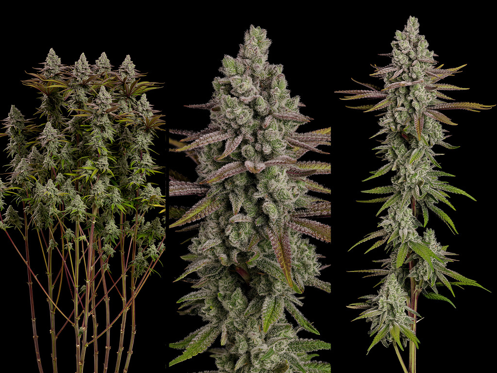 Frosty Tooth - SeedStockers