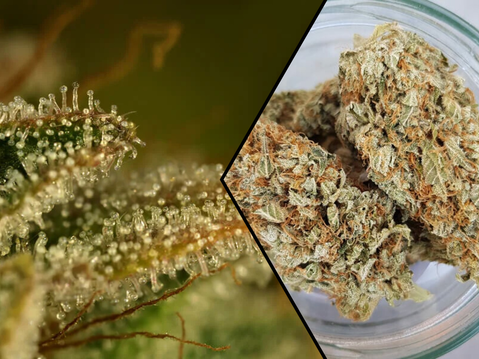 Green Gelato heeft tot 27% THC