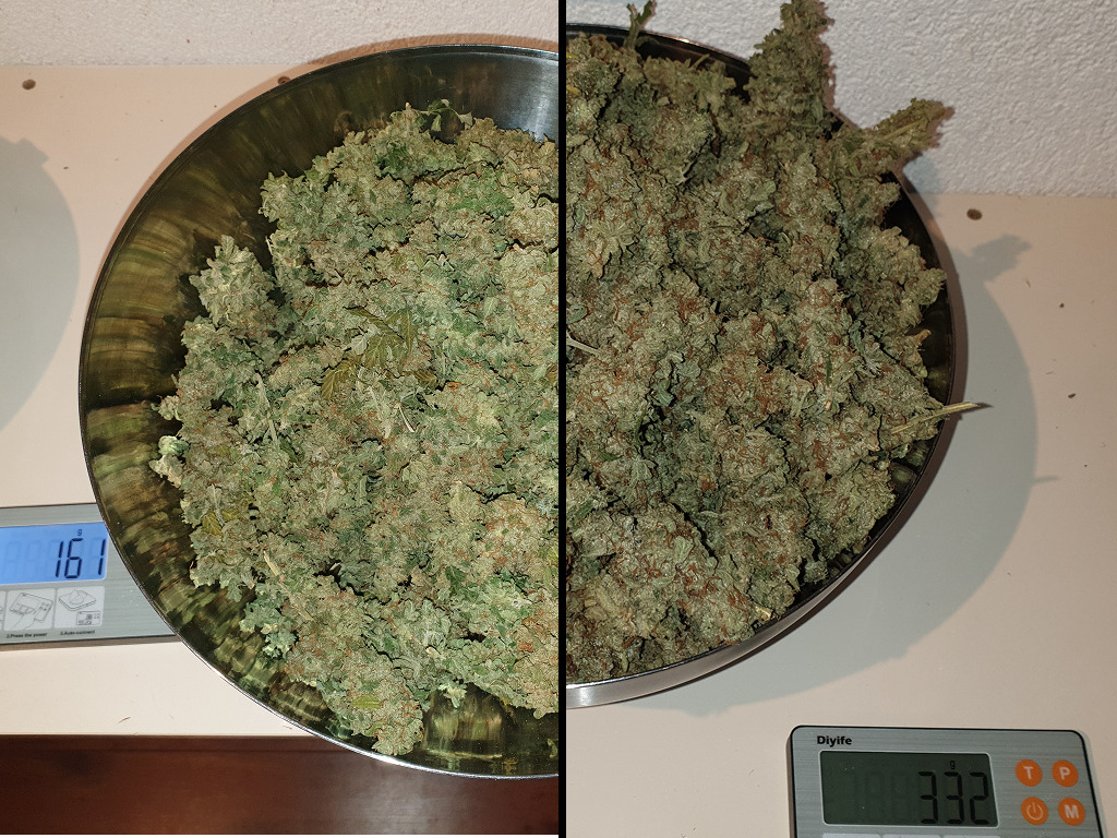 bijna 500 gram Erdbeer wiet