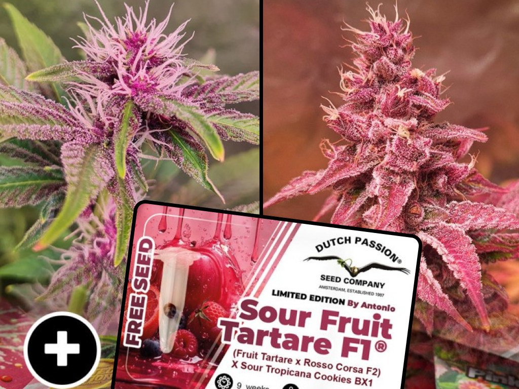 Sour Fruit Tartare F1