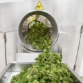 Werkgerelateerde astma probleem in legale cannabisindustrie VS