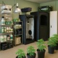 Mr. Veldman • De magere oogst van 10 jaar growshopverbod