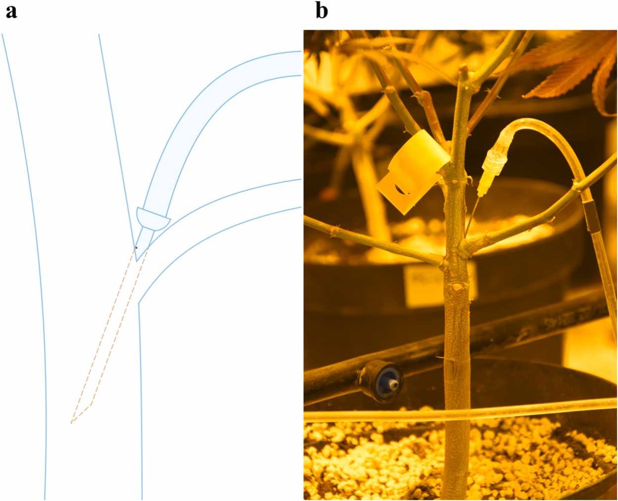 Sucrose infuus zorgt voor 31% meer wiet