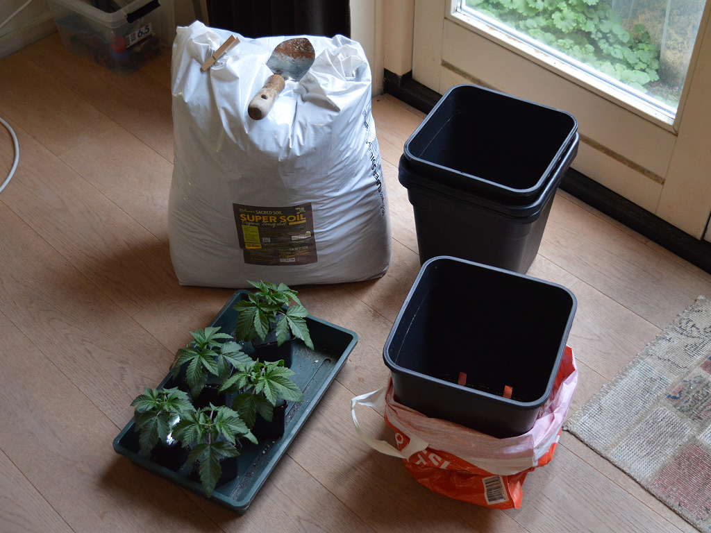 Autoflowers verpotten